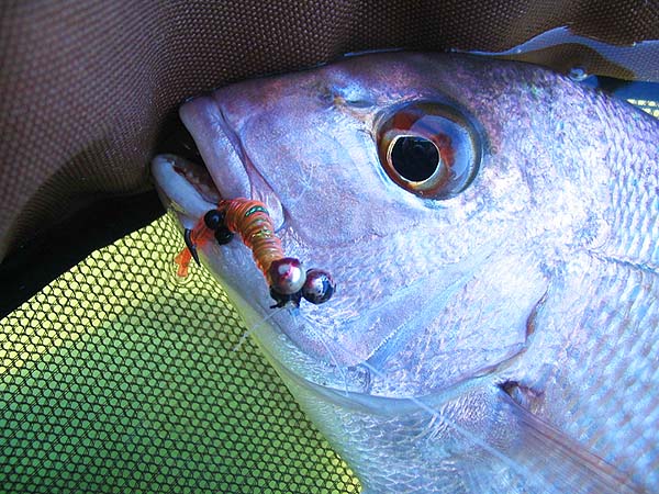 Obviously weighted to get down and drag over the cockles.