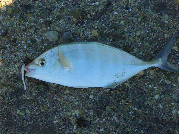 These 'jacks' look just as lively as anything in tropical waters.  No doubt they go like trains.