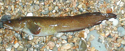 Rockling are nocturnal fish and apart from being a nuisance they make good bait.