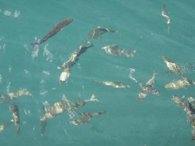 It must be a bit frustrating if you can't fish for them.