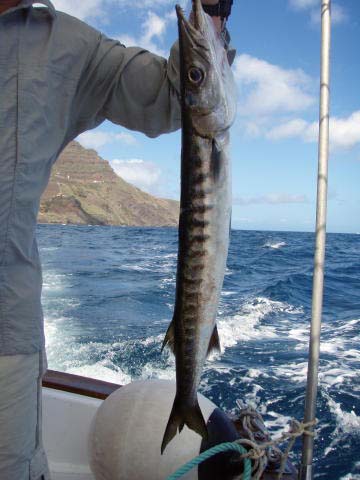 Not a monster but still a toothy handful.