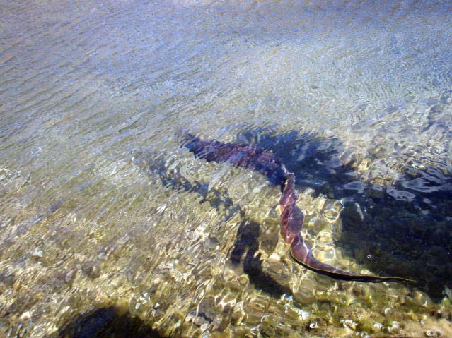 I'm not keen on handling these fish.