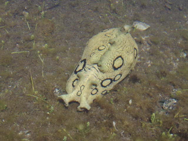 These sea slugs are amazing creatures.  I've never seen one that looked like this though.
