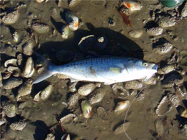 These fish look like powerhouses