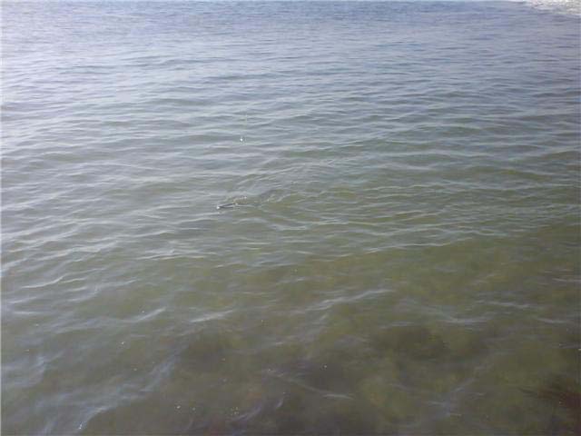 Mick's mullet battling away accompanied by its 'shadow'.