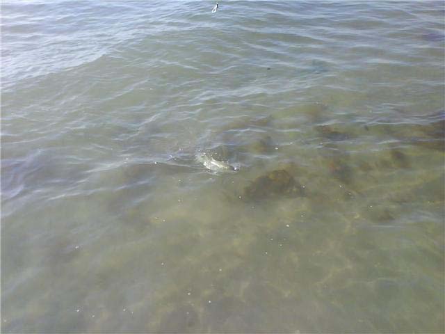 The follower isn't so easy to make out in this shot.