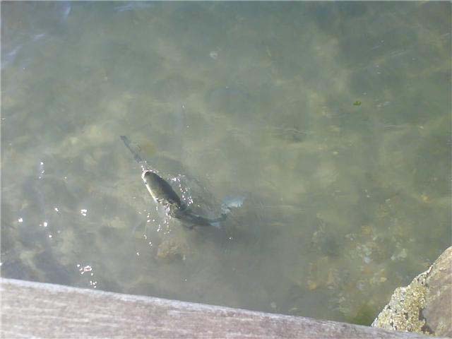 The mullet's ready to be lifted out.
