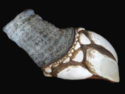 These look less attractive but are obviously a delicacy only to be had at risk of life and limb.