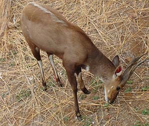 Another small antelope, much less abundant - this one's a male .