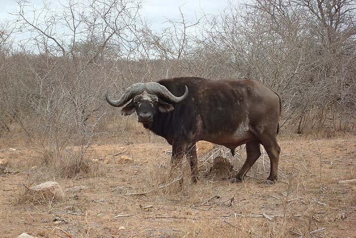 We saw herds of several hundred individuals of these impressive beasts.  I wouldn't want to annoy one.