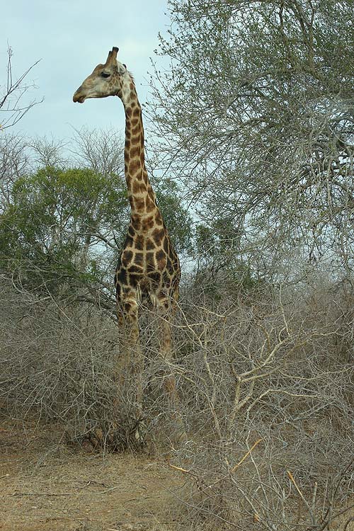 Very imposing.  You really do feel the Earth move when they break into a trot.