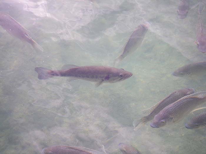 No chance to fish for them without being arrested but these are tilapia (Oreochromis mossambicus) and (North American) largemouth bass (the one in the middle).