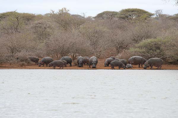 These animals tend to share their pools with large Nile crocodiles but, on the whole, they are too big to be eaten by their neighbours.