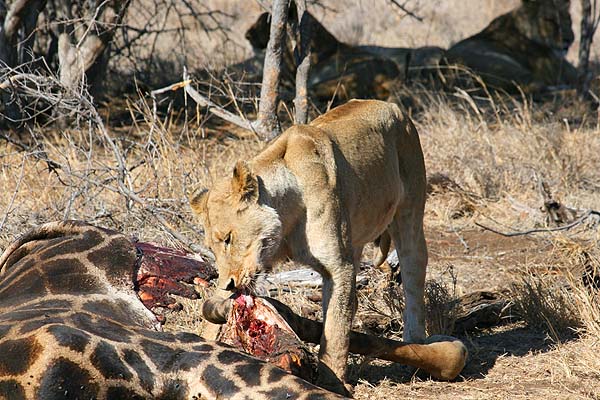 This lioness was trying to pull the hind leg off the giraffe as a snack.  Her relatives were too tired to join her.
