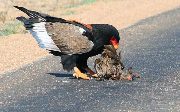 Bateleurs are big birds and this one is tucking into a Swainson's spurfowl (like a big partridge).