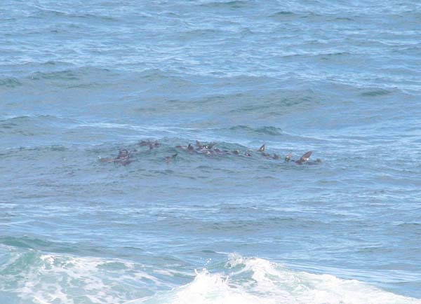 These 'sea lions' seem to spend most of their time lazing about in a gang with their flippers in the air.