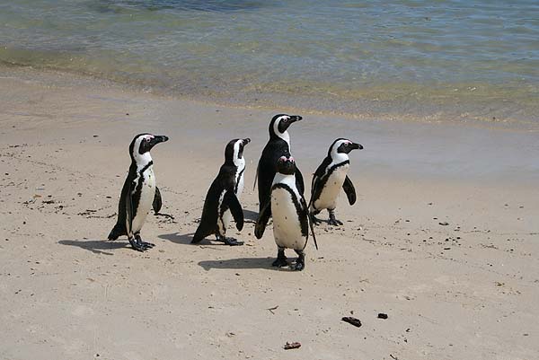 Comical and cute (to us) on land but streamlined fish catchers in the sea.