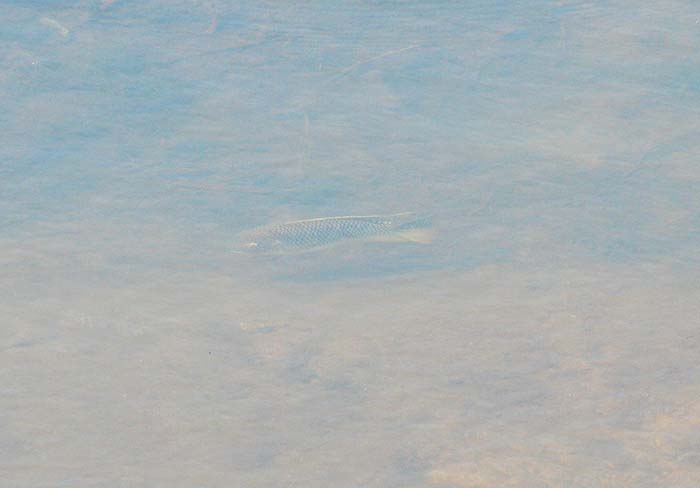 The rivers in the Kruger were low and full of fish but the risk of being eaten prevented me from fishing.