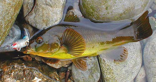 Wrasse begin to take baits and lures as the sun rises and will feed throughout the hours of daylight.