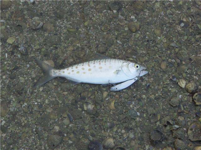 I guess it's just an indication of how sharp the hooks are.