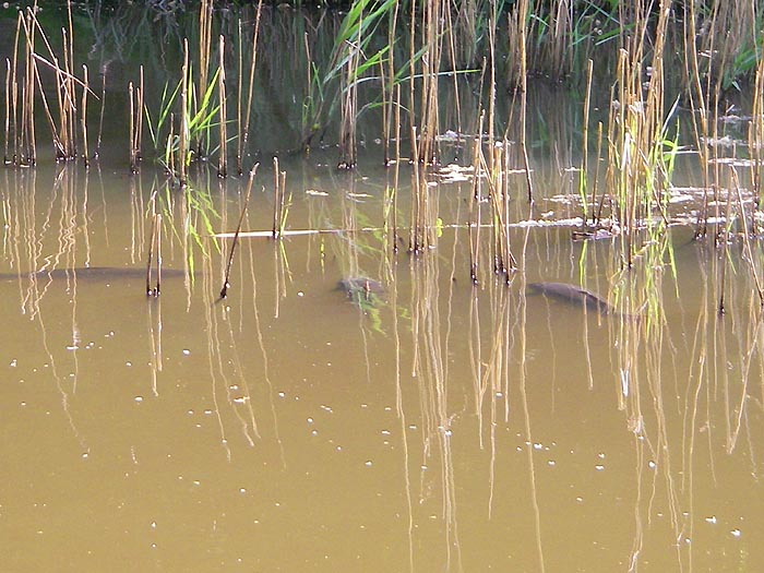 Many members of the carp family may be tricky to tempt at spawning time and thus impose their own 'close season'.