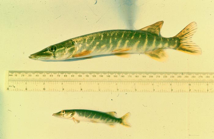 What a difference in these young pike - it is largely down to 'chance' whether they get a good start in life or not.