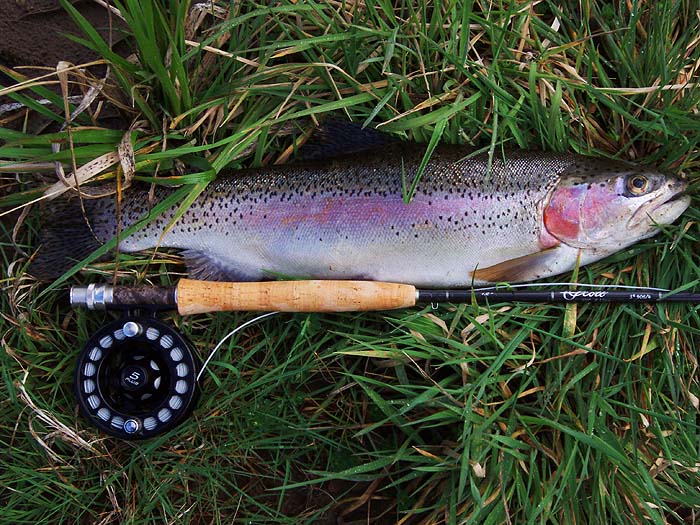 Wonderful fish - even if they were introduced.