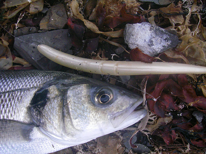 The Slug-Go has no intrinsic action but will fish through weed where plugs are useless.  See how the lure has slid up the line after the fish was hooked.