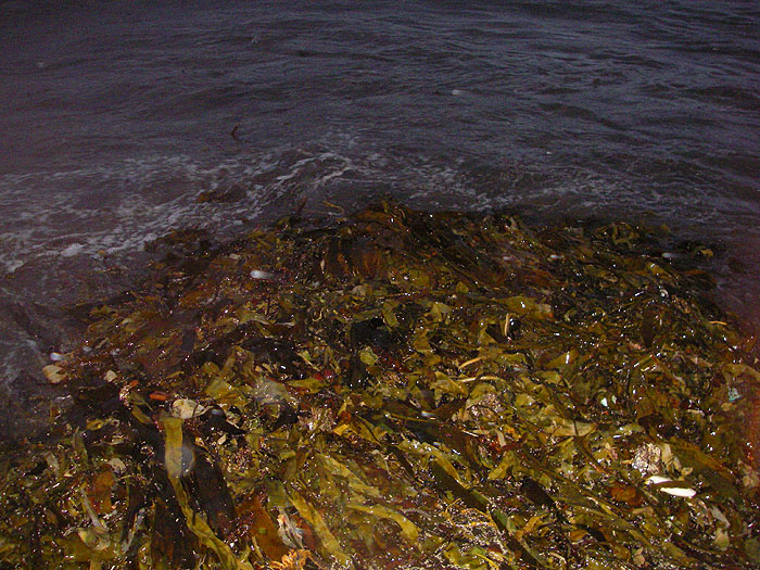 Piles of weed like this along the high water mark are almost a guarantee of fish (but not quite).