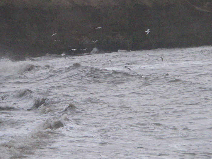 Feeding black headed gulls are nearly always a good indication of potential sport - but not this time.  The rough sea doesn't usually put fish off.
