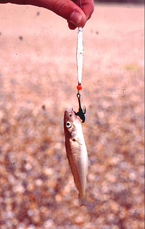 Even tiny whiting are fierce predators and will often be close inshore.