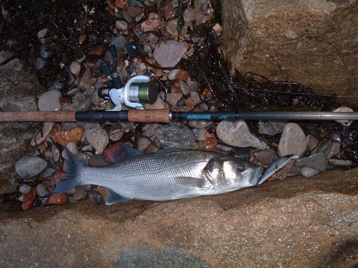 - and there season for lure fishing can go on well into winter.  Probably even longer in the West Country.  Note the braid and the spinning rod.