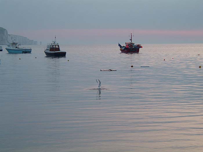 Feeding terns are always likely to mirror the activities of predators such as bass.