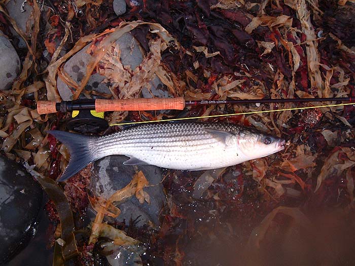 This fish, taken on a maggot fly, was pin pointed for me by feeding birds.