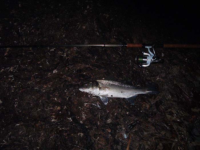 Still a bit dark for the birds to feed so you have to find the fish for yourself.