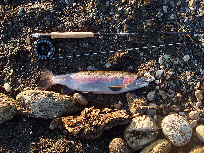 3.5lb jack rainbow - wonderful colours.