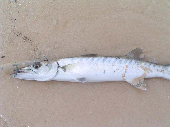 Taken on a plug - presumably aimed at bonefish.