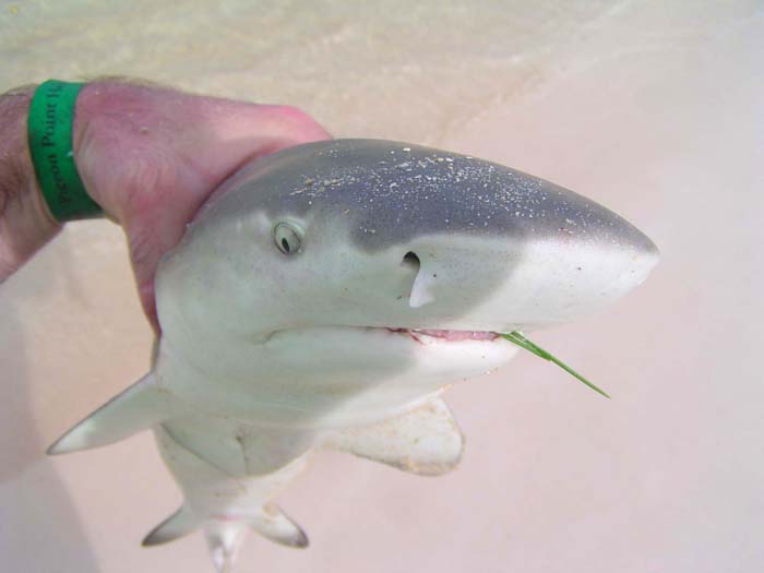 Beware those teeth eh!