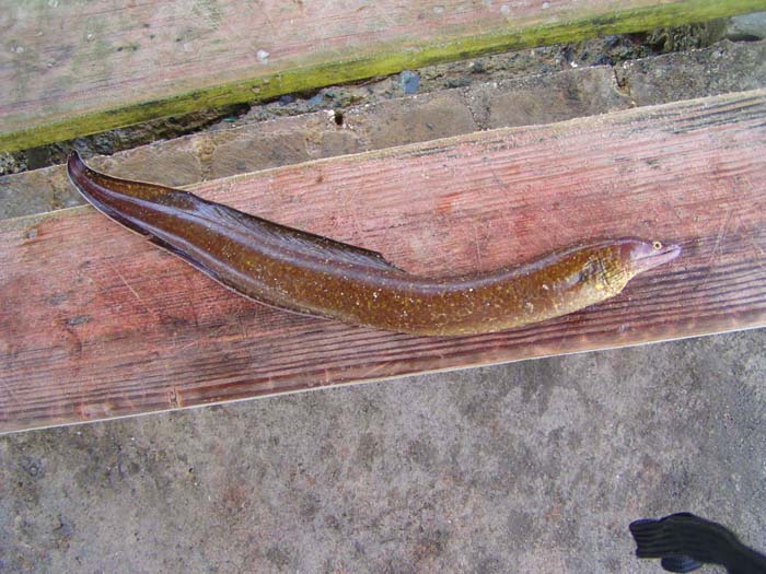 My least favourite tropical fish.