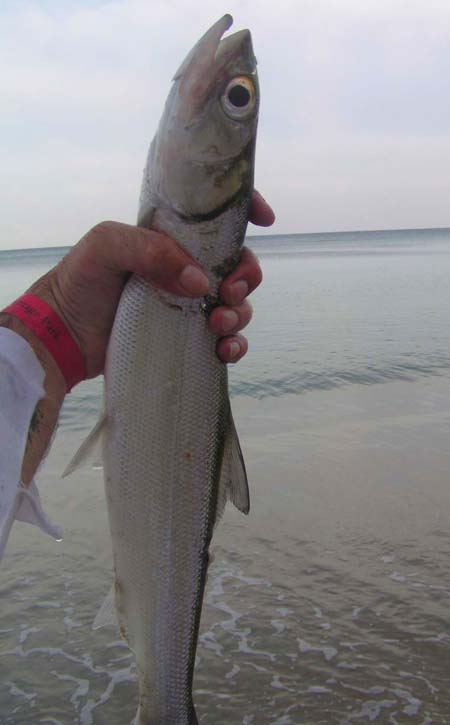 These little fish fight like stink.  Must try to catch one on the fly sometime.
