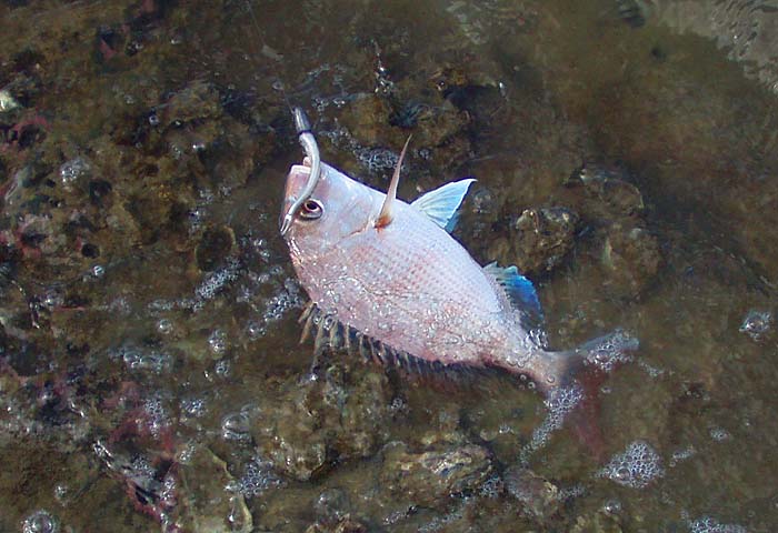 Nicely hooked on the little leadhead.