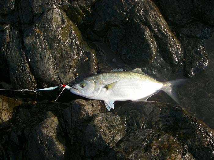 Well hooked on the Kastmaster.