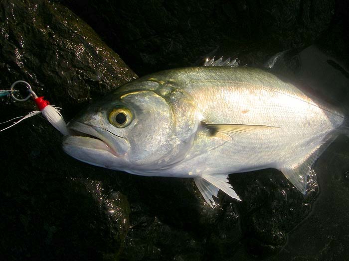 They don't look quite like the ones we caught in Cape Cod earlier this year but still beautiful fish.