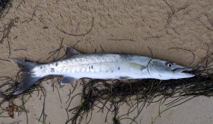 No doubt these made the line hiss through the water.