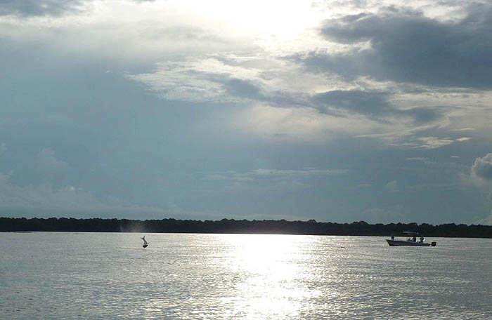 Typical tarpon - they always provide some aerobatic action.