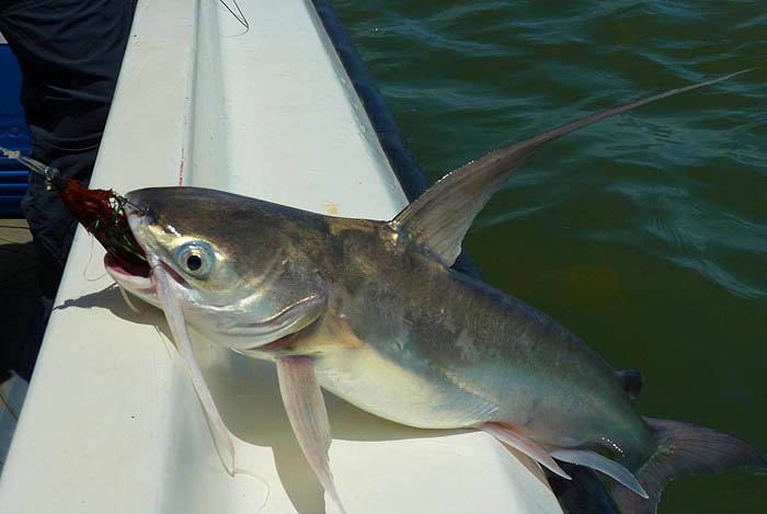 What a wonderful fish. Despite their appearance catfish often fight like tigers.