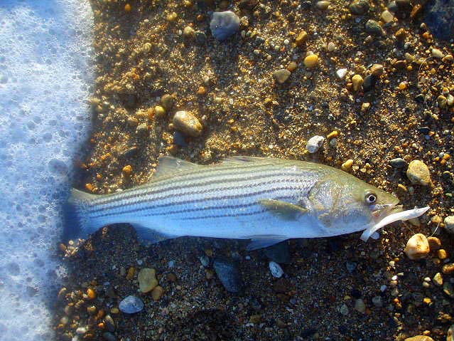 The Pearl Evo Redgill is clearly just as effective for the striped cousins of our bass.