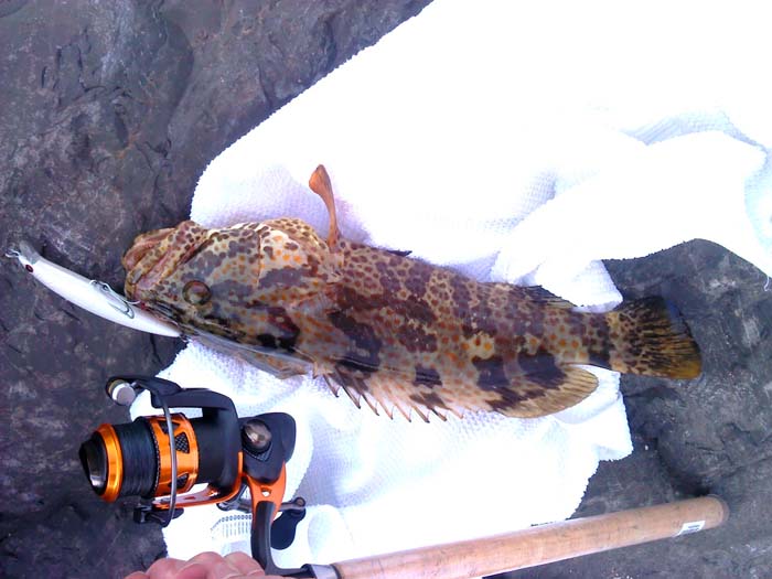 Brian's fish looks like an orange spotted grouper although there are many similar ones.  The orange spotted is supposed to grow up to a metre in length.  Hang on Brian!