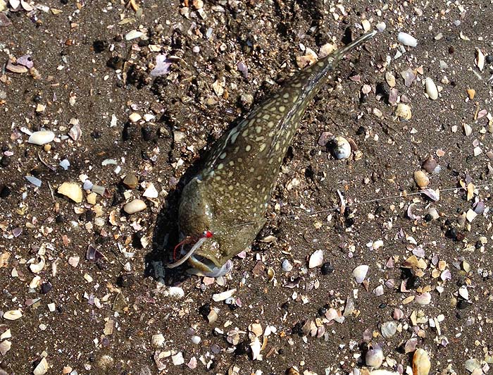 Not the handsomest creature in the world but quite an interesting catch on the fly.  These fish bury in the sand and wait for prey to come along.  I guess that the fly was scraping the bottom as the tide slackened.
