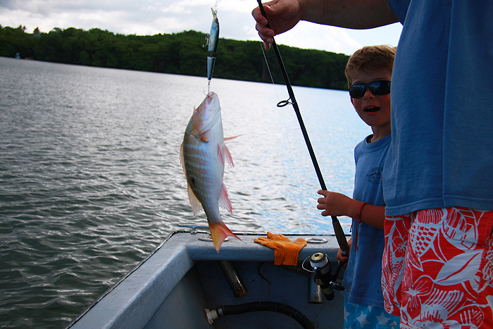 These fish are common over the sea grass flats.